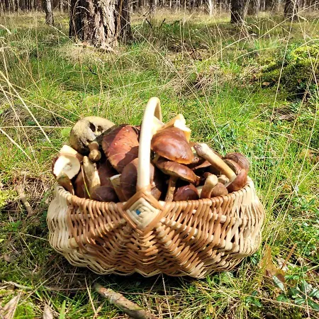 Feriehus Lesna Kryjowka W Lesie *