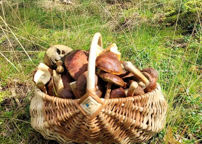 Dom wakacyjny Leśna Kryjówka W Lesie *